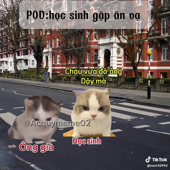 Meme Cats: Hilarious Feline Moments