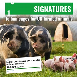 You've done it! 🎉 100,000 signatures calling for a ban on caged farming. Now this has to be considered for a parliamentary debate. We had until July to hit this goal, and you've done it in less than three months! Amazing. We'll keep you all updated on the next steps, but for now, thank you so much! 💚 The petition is still open, so if you've not yet signed there's still time: ciwf.org.uk/SignThePetition | Compassion in World Farming