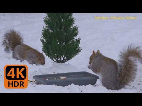 Who Visits the Feeders in Winter? Cardinals, Squirrels and Sparrows in 4K!