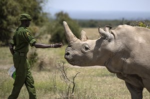 Najin, one of the world's last northern white rhinos, retires from breeding