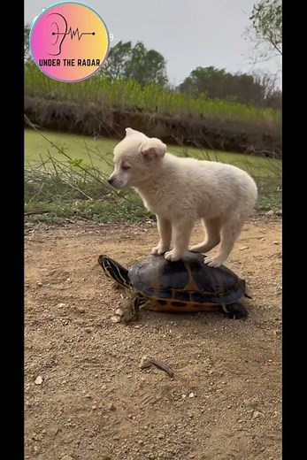 Turtle Carrying Dog - You Won't Believe This!