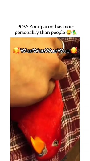 DoggySmileStudio on Instagram: "A compilation of seriously interesting parrots 🦜✨ . . . . . #parrot #funnybirds #smartanimals #petsbeingpets #viralvideo"