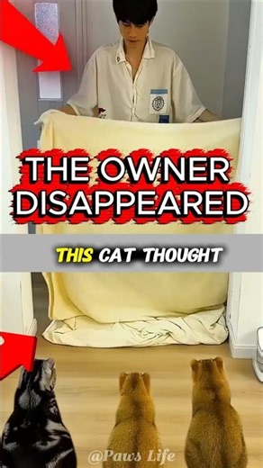 He Disappeared During the Magic Show 😳🐱 #shorts