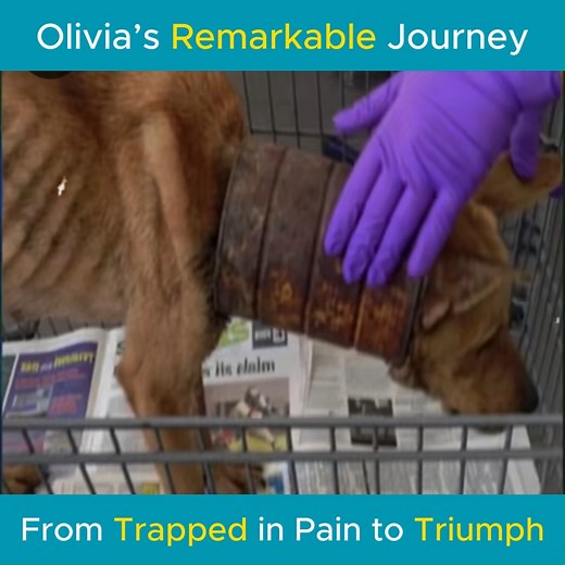 Olivia’s Remarkable Journey: From Trapped in Pain to Triumph—[Full story in cᴑmments]👇 | Rescue and Love