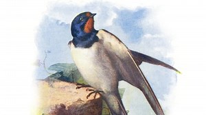 Credits - The Welcome Swallow