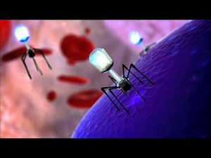 Bacteriopage Lytic Cycle