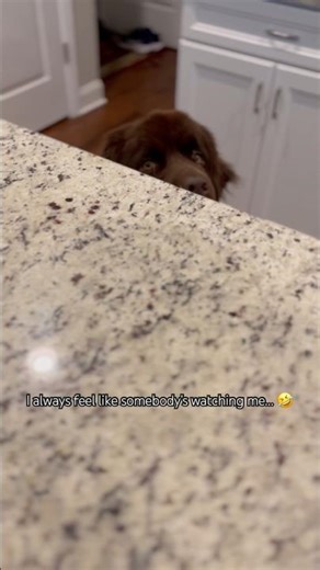 When Your Newfoundland Dog Is Too Big to Be Sneaky... But Tries Anyway 🐶🤣