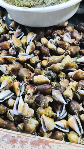 Fresh Shell fish #shortvideo #highlights #shortsfeed #shorts