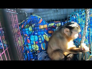 Capuchin MonkeyBoo Road Trip! LIVE