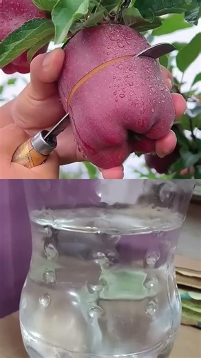 Delicious red apple cutting - Farm fresh ninja fruit cutting
