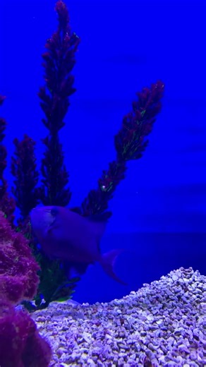 EXQUISITE Niger Triggerfish❤️ Niger triggerfish are very aggressive. #TheFishFairy