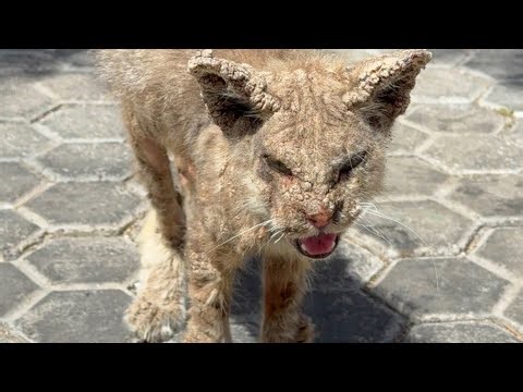 Cat Turning Into Stone Is Finally Rescued
