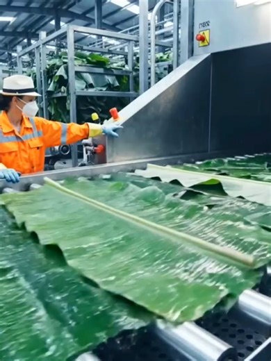 Exploring the Largest High-Tech Banana Leaf Factory