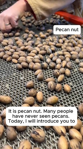 Pecan Seeds #garden #gardening #plants #planting #planthacks #gardenhacks #gardeningmakemehappy #gardeningtips #gardeningideas #gardeninspiration #gardenlove | Garden Tips