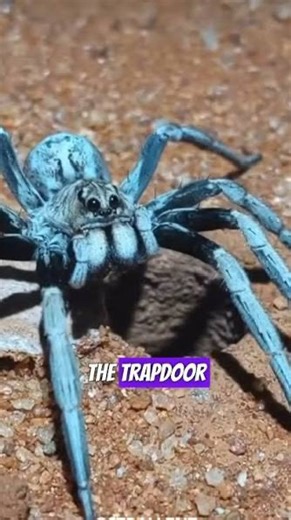 Wondered | Facts & Curiosity on Instagram: "ollow (US) @WONDERED to learn something new everyday! 💫 POV: You just realized spiders have better home security than you do. 🕷️🏠 Meet the Hoggicosa bicolor, a two-toned wolf spider from Western Australia that is basically a living vibration sensor. They use organs in their legs called “lyriform slit sensilla” to feel your footsteps before you even see them. In the spider world, “knocking” (gentle vibrations) lets them know you’re there. If you don’