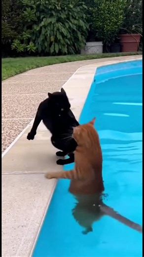 Cats' Poolside Surprise! See how these cats react to a splash! #fblifestyle #AI Generated using Kling AI . . . (For entertainment purposes only. Consult professionals if guidance on activities is presented. No brand affiliation is implied if any are shown. If inspired by true events, creative adaptations may be included. Content may include public footage.) | Fabiosa UK