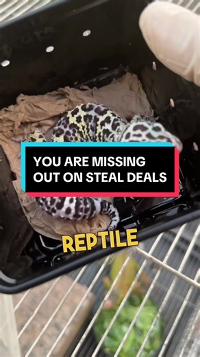 Leopard Gecko Unboxing and Care Tips for Beginners