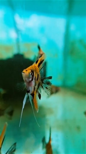 Super Red Koi ghost Angel Fish Baby