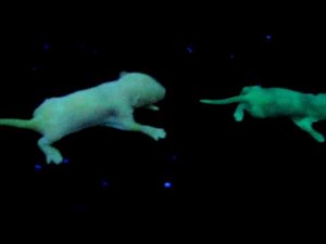 NeonMice Baby Green Yellow And Red Glow In The Dark Live Mice!