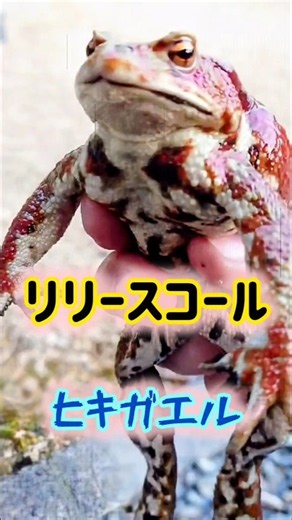オスかと思ってたらまさかのリリースコール #ヒキガエル #ヒキガエル鳴き声