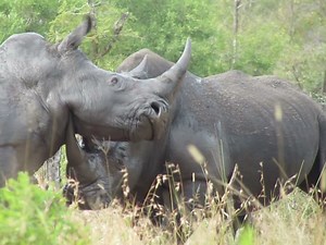 3.9M views · 10K reactions | 2 Rhinos Fighting to The Death | Animals King | Facebook