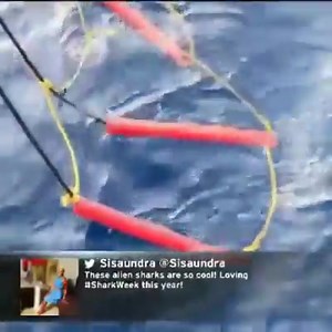 These alien sharks are so cool! Loving #SharkWeek this year! #DiscoveryChannel #grove2glam #iamteamsisaundra @discoverychannel | The Sisaundra Show