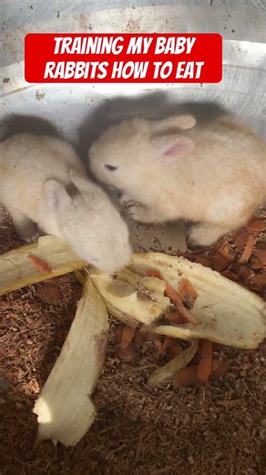 Training my baby rabbits how to eat #shorts #viralshorts babyrabbits #newbornrabbits #rabbitfeeding