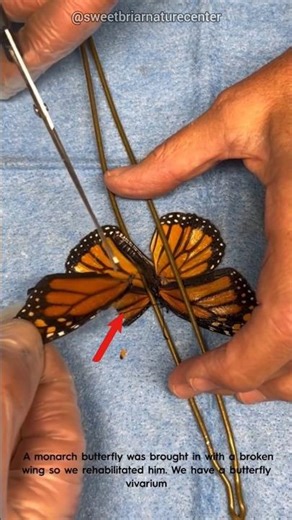 Repearing Butterfly Wings With Another #shorts