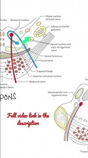 Structural differences of the tegmentum of Upper & Lower Pons #Anatomy #mbbs #education