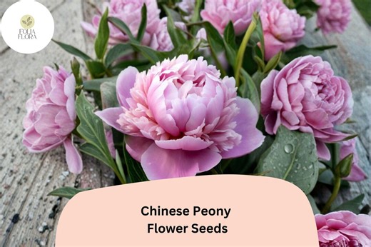Chinese Herbaceous Peony Seeds 5 | Paeonia Lactiflora Hardy Perennial Garden Flower - Etsy