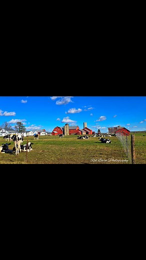 Here is a small collection of Michigan barns in the Fall season!#redbarnphotography #countrycowgirl #Michigan #landscapephotography #farmlife #barn #country #farming #photographer #livingmybestlife @highlight | Michelle Jordan
