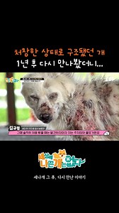 1년만 만난 비단이🐕 이름 따라 비단결이 되었을까? 🐶세상에 나쁜 개는 없다ㅣ세나개 그 후, 다시 만난 이야기 ▶EBS 홈페이지: https://bit.ly/3UdJiPq ___________________________________ Copyright Ⓒ EBS. All rights reserved. #세상에나쁜개는없다 #세나개 #유기견 #사지마세요입양하세요 #입양 #비단이 | EBS