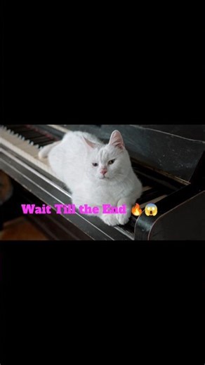 😉A White Cat Playing on the Piano Keyboard 🎹🐱 #shorts #whitecat #funnycat