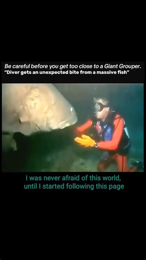 ocean secret on Instagram: "The ( giant grouper ) is a massive species of bony fish. ​Size: It's the largest coral reef-dwelling bony fish, growing up to 2.7 meters (about 9 feet) and weighing up to 400 kg (over 880 lbs). ​Habitat: Found in shallow tropical waters and coral reefs throughout the Indo-Pacific region. ​Diet & Behavior: It's an ambush predator that uses a powerful vacuum-like suction to swallow prey whole. Its diet includes fish, crustaceans, and even small sharks and juvenile sea t