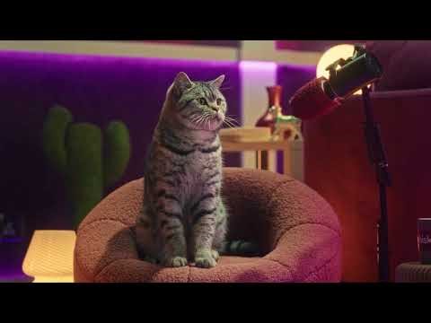 Understanding Kitten Sounds? | Whiskas ® Purrcast