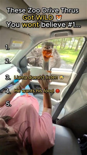 Ranking The Funniest Zoo Drive Through Moments 🐯