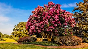 How to Grow a Crepe Myrtle Tree From a Branch? - GardenZoo