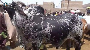 298K views · 2.5K reactions | MALIR MANDI ME IS BACHREY K 650,000 MANG RAHA THA MASHAALLAH HEAVY BEAUTY  | Bakra Eid Karachi | Facebook