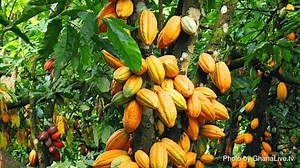 Are your kids wondering: “Where does chocolate come from?” This question came from Miyuri, a 5th Grader from the US. Like, share and vote on next week's question here: https://mysterydoug.com/vote | Mystery Doug