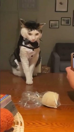 Cats Doing The Funniest Things Ever!