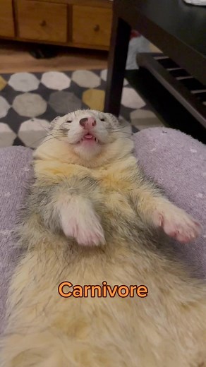 Adorable Ferret Compilation | Funny and Cute Ferret Videos