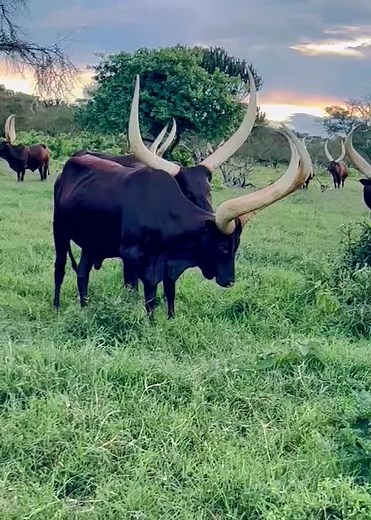 Exploring Ankole Cattle: Majestic Horned Beasts