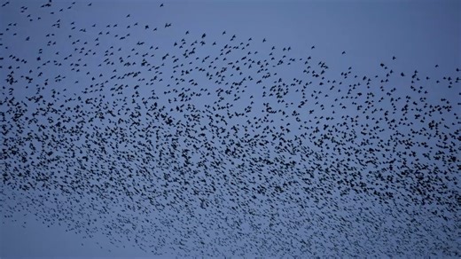 A minute of murmuration. Starling murmurations occur in winter when large numbers of birds flock together in a bid to avoid predation as they come into roost for the evening, putting on an incredible show in the process. Filmed at our RSPB Mersehead nature reserve last month. | RSPB Scotland