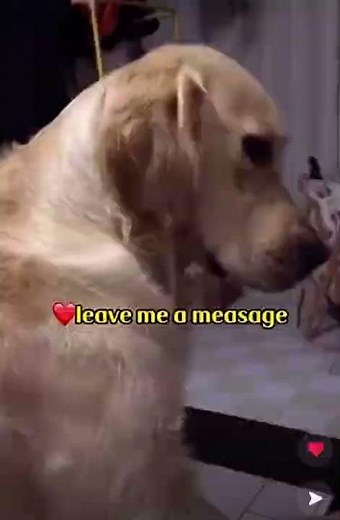 Dog cries every day after owner dies(warning very sad