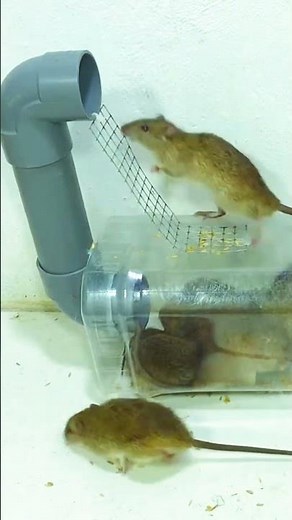 Best humane mouse trap idea easy to make #mousetrap #diy #mouse