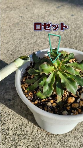 How to keep Lewisia alive! Tips for surviving the summer and getting it to bloom again next year ...