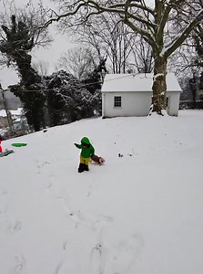 9.3K views · 575 reactions | Snow day 略 | Fairfax Pines Labrador Retrievers | Facebook