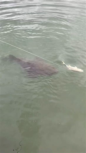 Watch this giant grouper eat my fish at the dock | BlacktipH