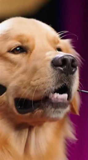 The Most Inspiring Dog TED Talk Ever 😂 | Crowd of Dogs Listening