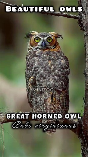 Different Types Of Owls With Scientific Name 💙 #owl #animals #wildlife #birds #cute #viralshort